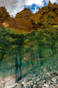 Reflection of trees in water