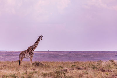 giraffe