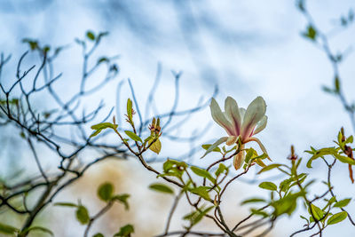 Close-up of white flowering plant against sky