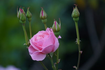 Close-up of pink flowering plant