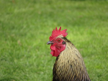 Head and neck of rooster on green background