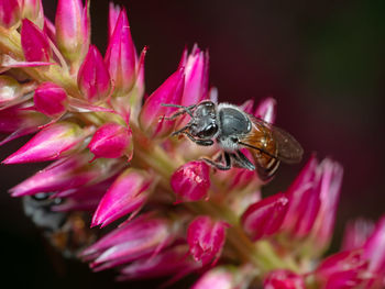 Close-up of insect on pink flower