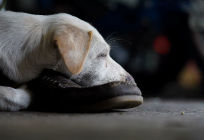 Close-up of dog sleeping