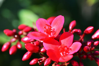 Close-up of pink flowering plant