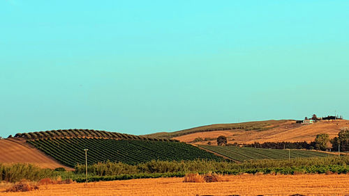 Scenic view of agricultural field against clear sky