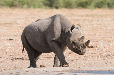 Rhinoceros walking on field