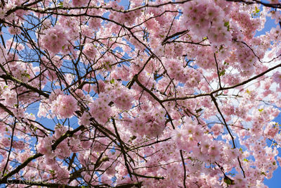 Low angle view of cherry blossoms