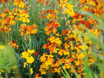 Close-up of yellow flowers