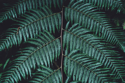 Full frame shot of fern leaves