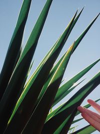 Close-up of plants