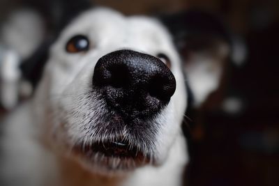 Close-up portrait of dog