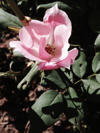 Close-up of pink flowers