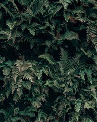 Full frame shot of pine tree