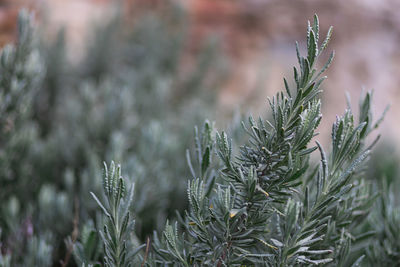 Close-up of plant growing on field