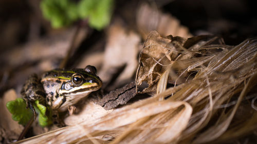 Close-up of lizard