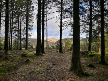 Trees in forest against sky
