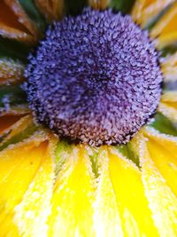 Close-up of yellow flower