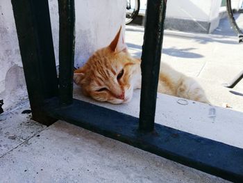 Close-up of ginger cat lying down by railing