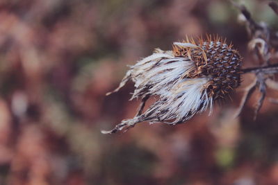 Close-up of wilted flower