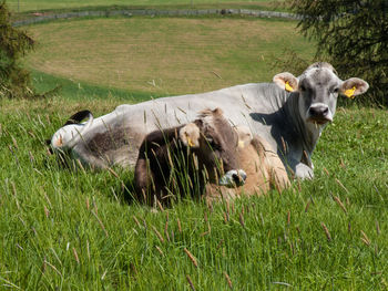 Cows in a field