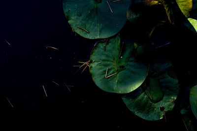 High angle view of leaf floating on water