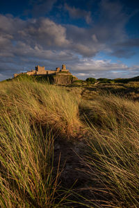 Plants growing on field against sky