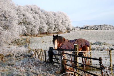 Horse standing on field against sky