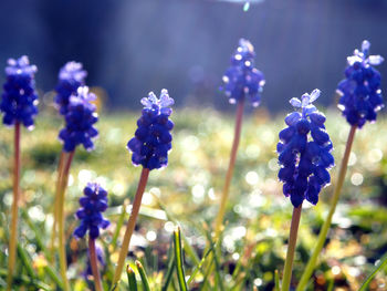 Close-up of purple flowering plants