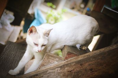 Tilt image of white cat on steps
