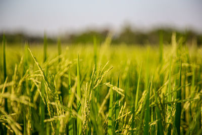 Close-up of wheat growing on field