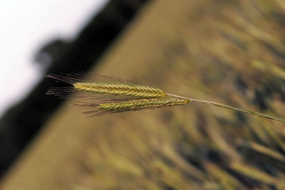 Tilt shot of crop in field