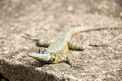 Close-up of lizard on rock