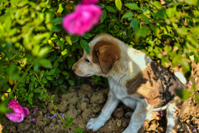 View of a dog on plants