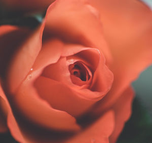 Close-up of flower