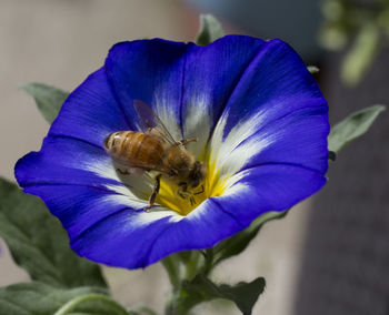 Close-up of purple flower blooming outdoors