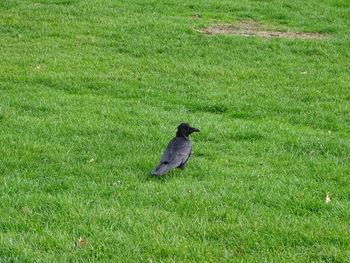 High angle view of bird perching on grass