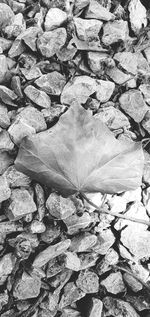 High angle view of maple leaves on pebbles