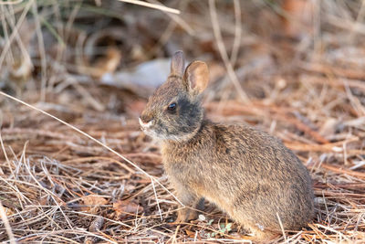 Cute baby marsh rabbit sylvilagus palustris nibbles on grass in naples, florida in spring.