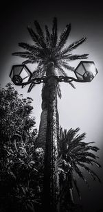 Low angle view of palm tree against sky