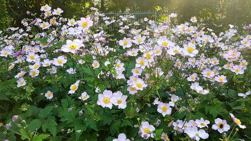 White flowers blooming outdoors