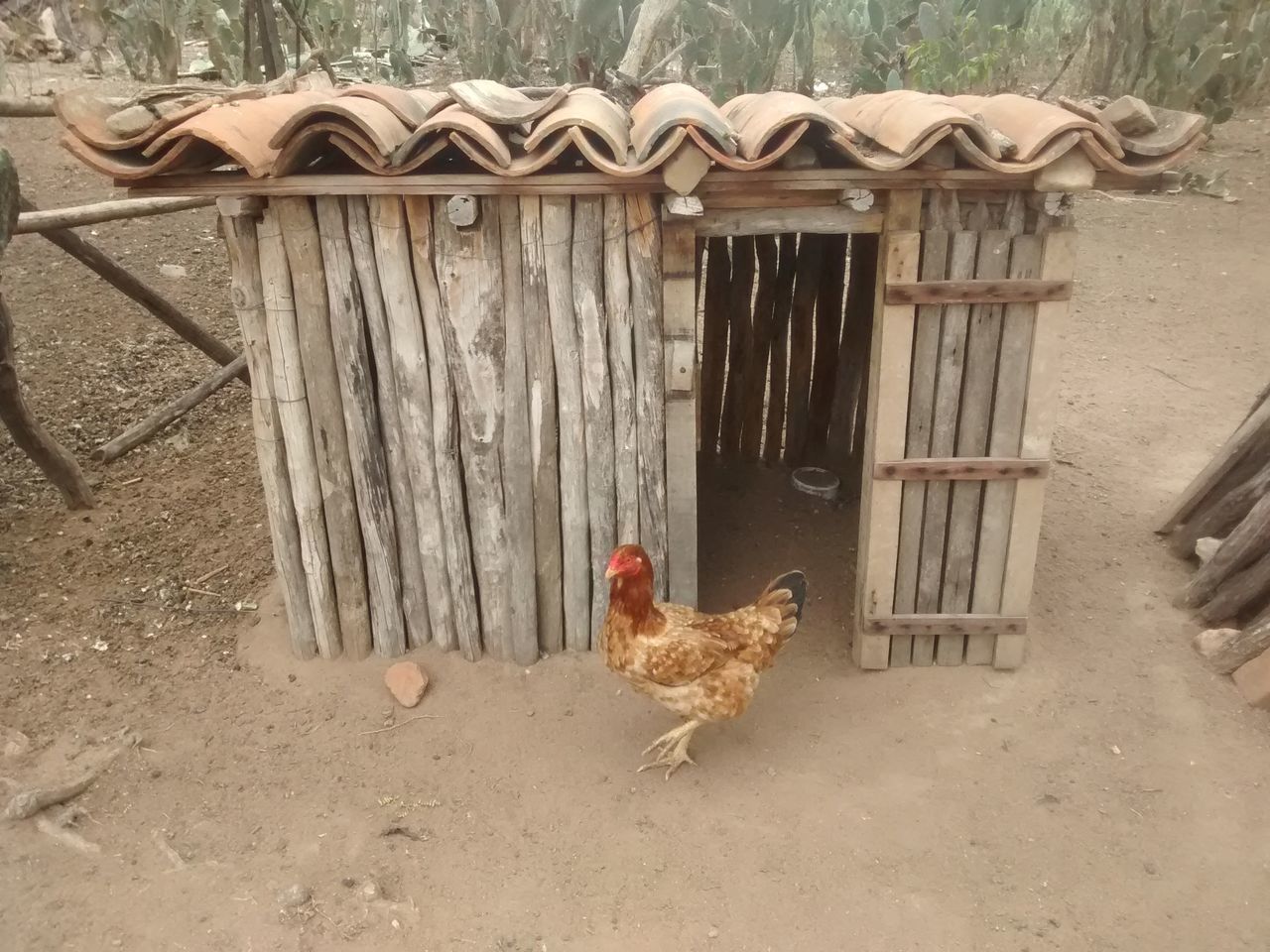 VIEW OF BIRDS ON THE GROUND