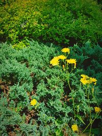 Close-up of yellow flowers on field