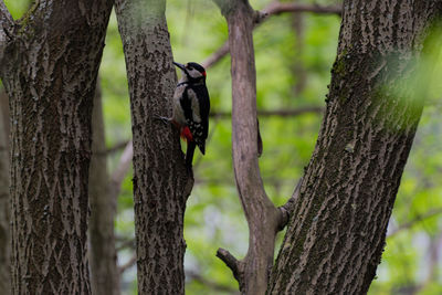 Bird perching on a tree