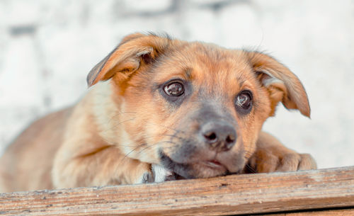 Close-up portrait of a dog