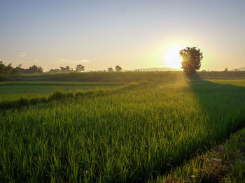 Scenic view of field against sky during sunset