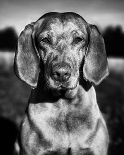 Close-up portrait of dog