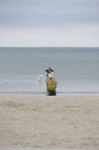 View of a horse in the sea