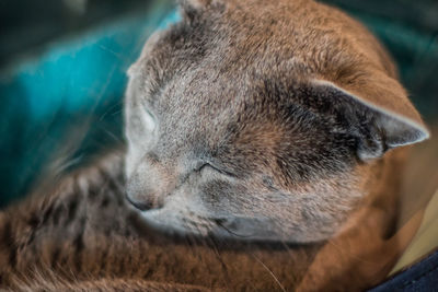 Close-up of cat sleeping