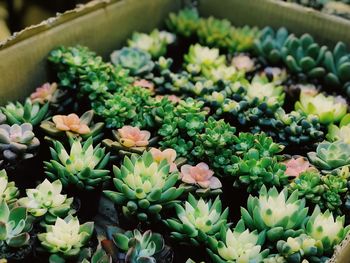 High angle view of potted plants for sale