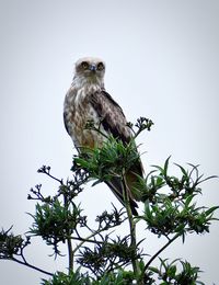 Low angle view of eagle perching on tree against sky